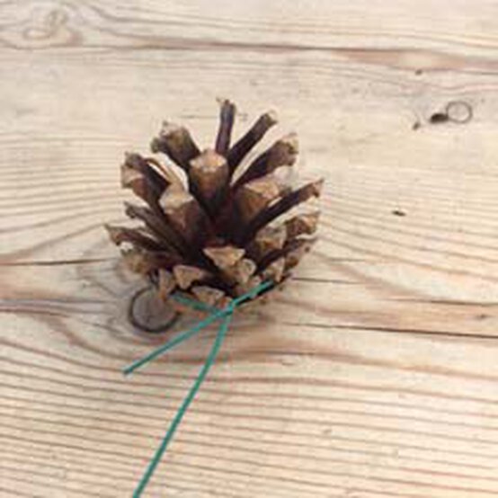 pinecone%2D3.jpg?sw=554&q=85