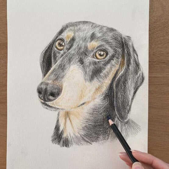 ideas%5Fhow%2Dto%2Ddraw%2Da%2Ddachsund%5Fstep%2D8a.jpg?sw=554&q=85