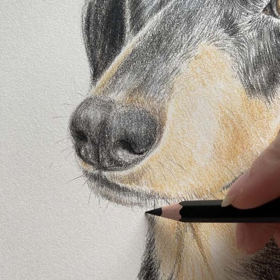 ideas%5Fhow%2Dto%2Ddraw%2Da%2Ddachsund%5Fstep%2D9.jpg?sw=554&q=85