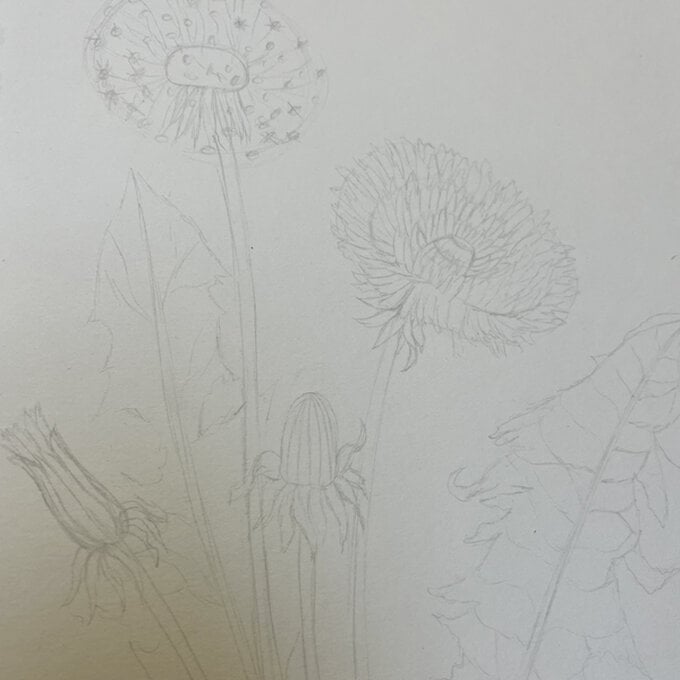 idea_how-to-draw-botanical-illustrations-dandelion_step6b.jpg?sw=680&q=85