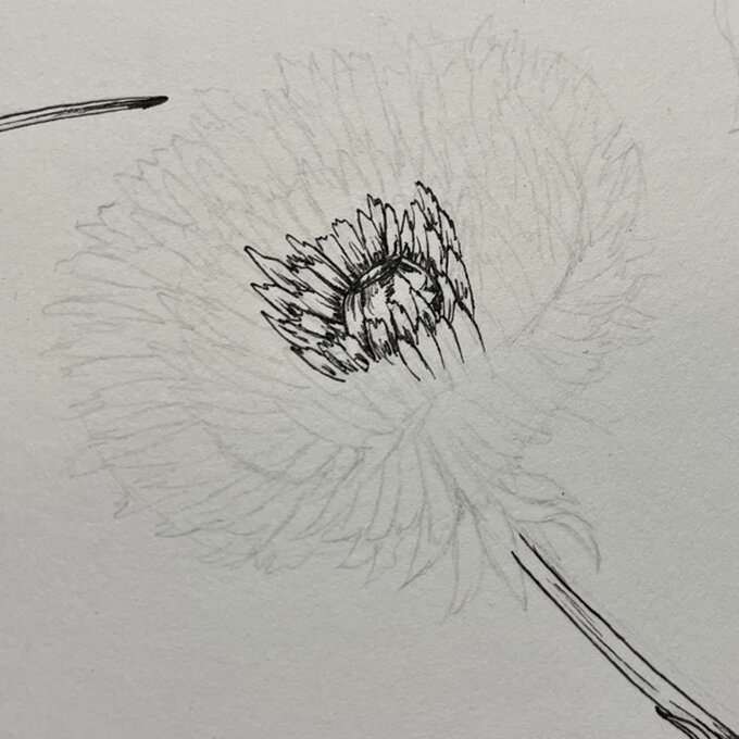 idea_how-to-draw-botanical-illustrations-dandelion_step10b.jpg?sw=680&q=85