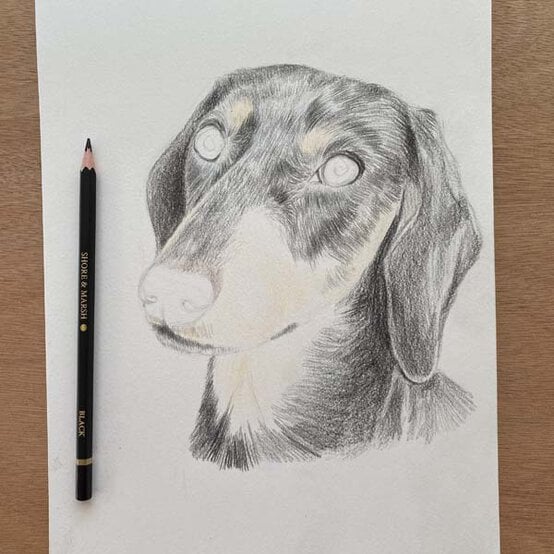 ideas%5Fhow%2Dto%2Ddraw%2Da%2Ddachsund%5Fstep%2D4b.jpg?sw=554&q=85
