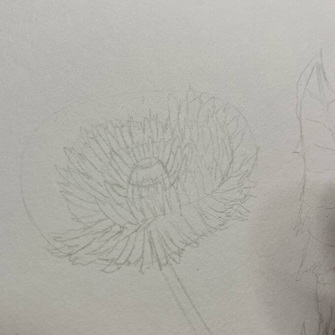 idea_how-to-draw-botanical-illustrations-dandelion_step3c.jpg?sw=680&q=85