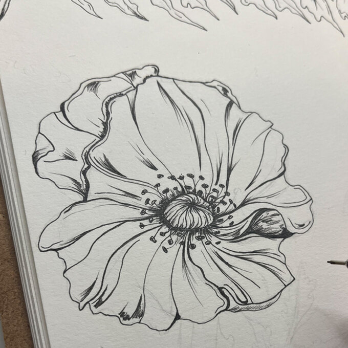 idea_how-to-draw-botanical-illustrations-poppy_step6c.jpg?sw=680&q=85