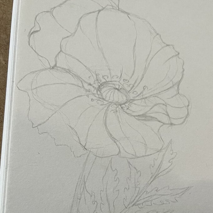 idea_how-to-draw-botanical-illustrations-poppy_step4.jpg?sw=680&q=85