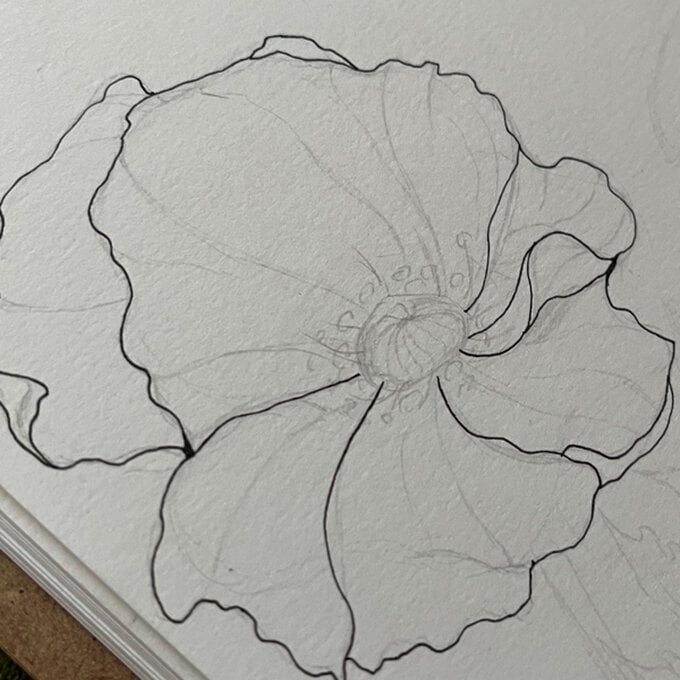 idea_how-to-draw-botanical-illustrations-poppy_step5b.jpg?sw=680&q=85