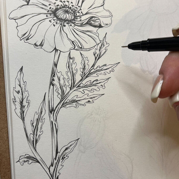 idea_how-to-draw-botanical-illustrations-poppy_step7.jpg?sw=680&q=85