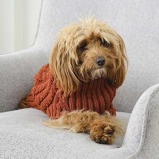 ideas%5Fhow%2Dto%2Dknit%2Dan%2Dautumn%2Ddog%2Dcoat%5F2.jpg?sw=554&q=85