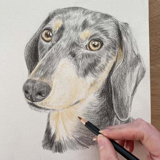 ideas%5Fhow%2Dto%2Ddraw%2Da%2Ddachsund%5Fstep%2D7.jpg?sw=554&q=85