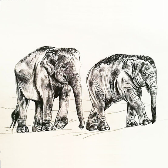 artisan-amy-line-elephant-sketch.jpg?sw=554&q=85