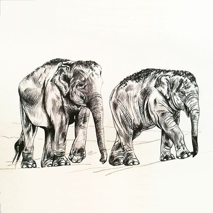 artisan-amy-line-elephant-sketch.jpg?sw=680&q=85