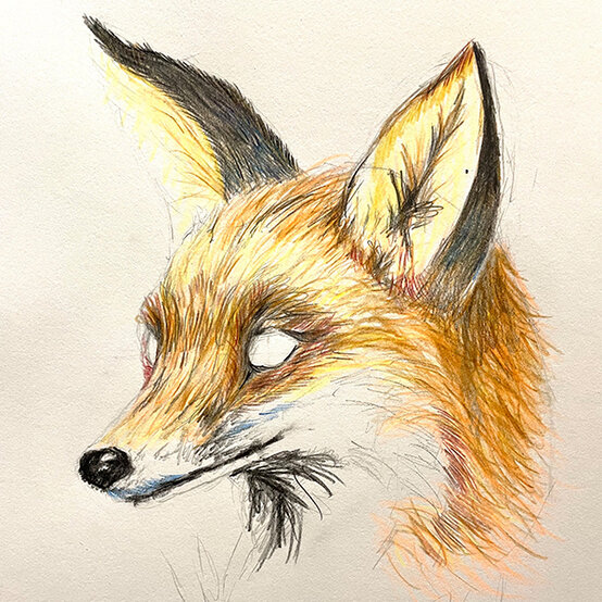 how%2Dto%2Dsketch%2Da%2Dfox%5Fstep%2D2d.jpg?sw=554&q=85