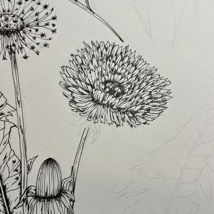 idea_how-to-draw-botanical-illustrations-dandelion_step10e.jpg?sw=680&q=85