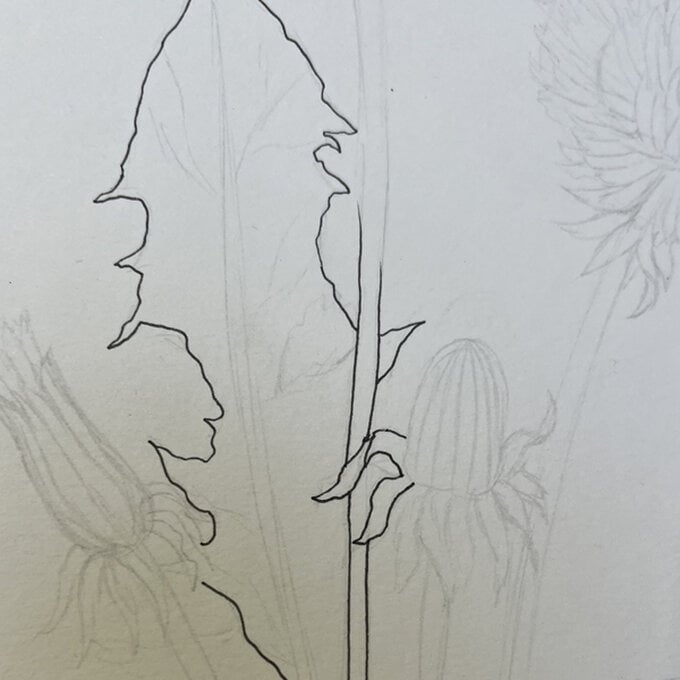 idea_how-to-draw-botanical-illustrations-dandelion_step7a.jpg?sw=680&q=85