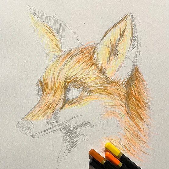 how%2Dto%2Dsketch%2Da%2Dfox%5Fstep%2D2c.jpg?sw=554&q=85