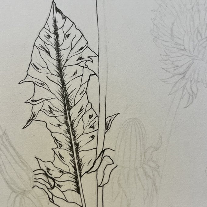 idea_how-to-draw-botanical-illustrations-dandelion_step7b.jpg?sw=680&q=85