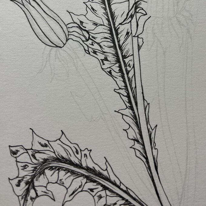 idea_how-to-draw-botanical-illustrations-dandelion_step7c.jpg?sw=680&q=85