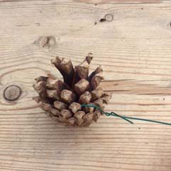 pinecone%2D2.jpg?sw=554&q=85