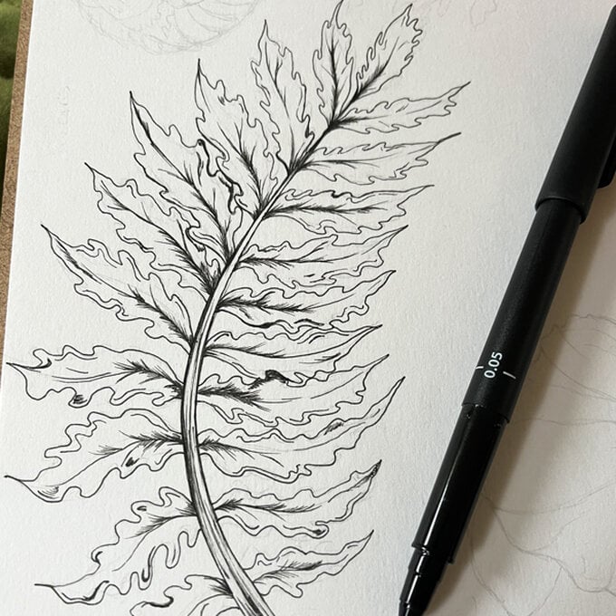 idea_how-to-draw-botanical-illustrations-fern_step7b.jpg?sw=680&q=85