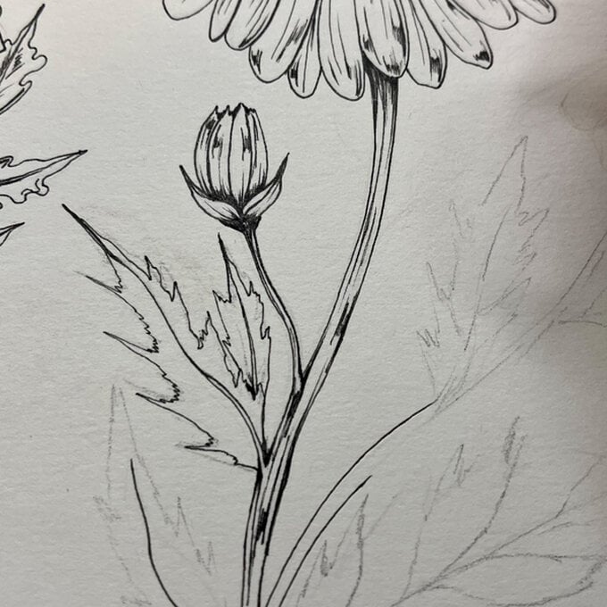 idea_how-to-draw-botanical-illustrations_step8a.jpg?sw=680&q=85