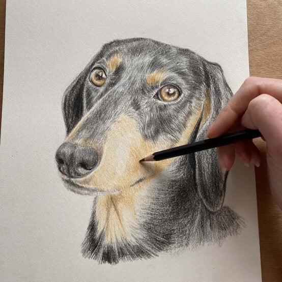 ideas%5Fhow%2Dto%2Ddraw%2Da%2Ddachsund%5Fstep%2D8b.jpg?sw=554&q=85