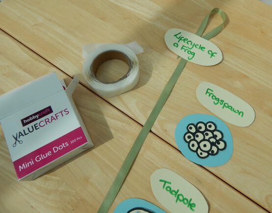 frog-life-cycle-progress-2.jpg?sw=554&q=85