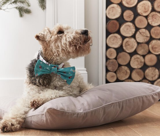 dog-collar-with-removable-bow-tie_hero.jpg?sw=554&q=85