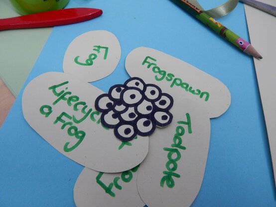 frog-life-cycle-progress.jpg?sw=554&q=85