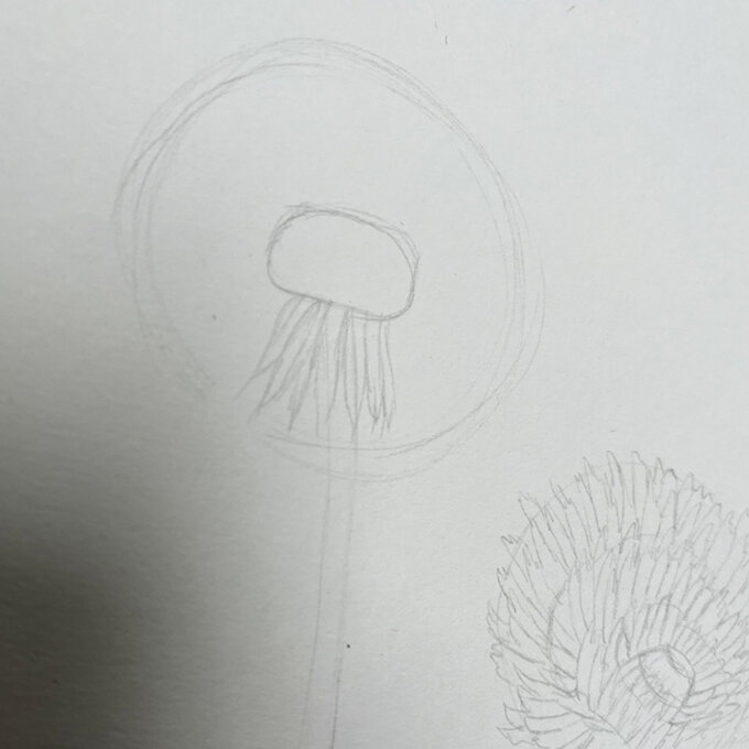idea_how-to-draw-botanical-illustrations-dandelion_step5c.jpg?sw=680&q=85