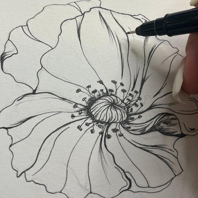 idea_how-to-draw-botanical-illustrations-poppy_step6b.jpg?sw=680&q=85