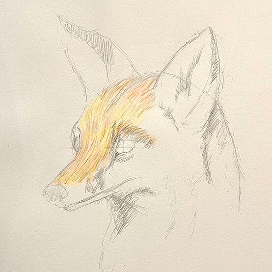 how%2Dto%2Dsketch%2Da%2Dfox%5Fstep%2D2a.jpg?sw=554&q=85