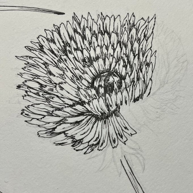 idea_how-to-draw-botanical-illustrations-dandelion_step10d.jpg?sw=680&q=85