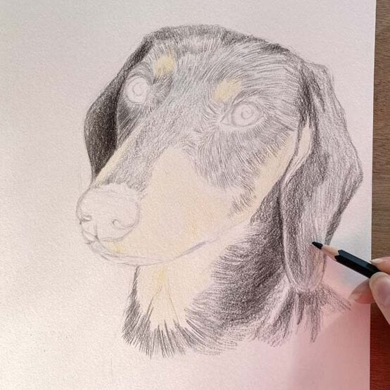 ideas%5Fhow%2Dto%2Ddraw%2Da%2Ddachsund%5Fstep%2D4a.jpg?sw=554&q=85