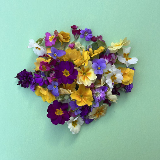 ideas_pressed-flower-gift-ideas-for-mothers-day_how-to-press-flowers-1.jpg?sw=554&q=85