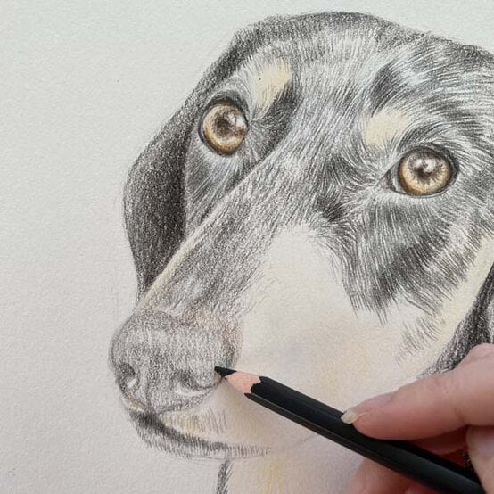 ideas%5Fhow%2Dto%2Ddraw%2Da%2Ddachsund%5Fstep%2D6.jpg?sw=554&q=85