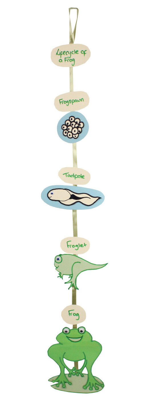 frog-lifecycle.jpg?sw=554&q=85