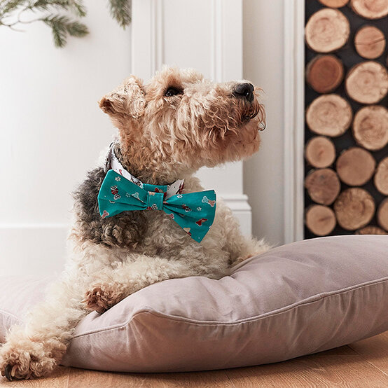 dog-collar-removable-bow.jpg?sw=554&q=85