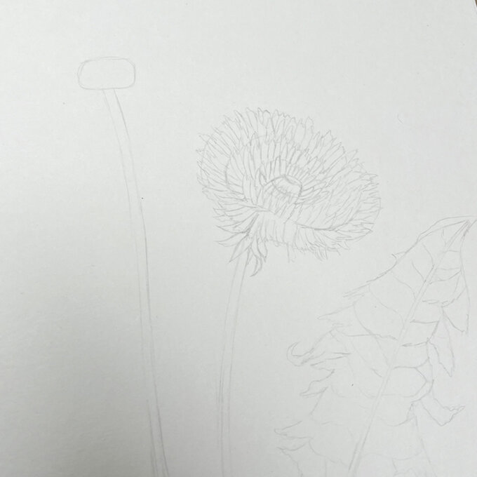 idea_how-to-draw-botanical-illustrations-dandelion_step5a.jpg?sw=680&q=85