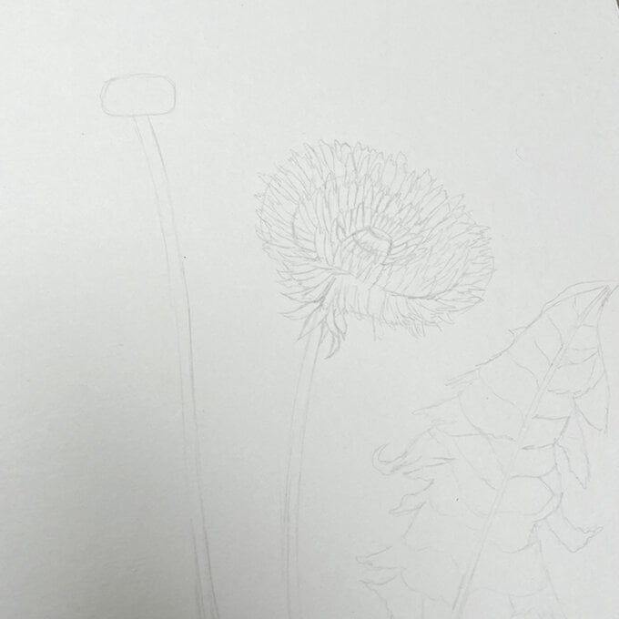 idea_how-to-draw-botanical-illustrations-dandelion_step5a.jpg?sw=680&q=85