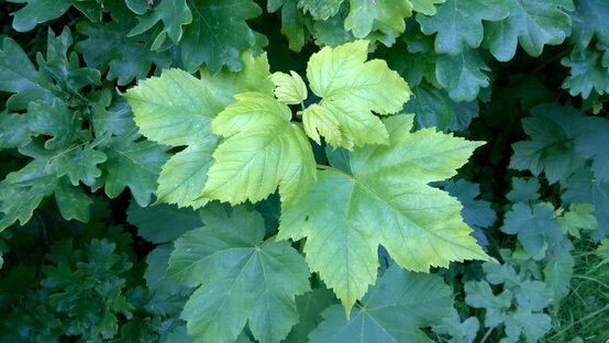 wp_20150604_19_14_00_pro.jpg?sw=554&q=85