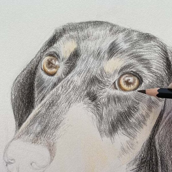 ideas%5Fhow%2Dto%2Ddraw%2Da%2Ddachsund%5Fstep%2D5b.jpg?sw=554&q=85
