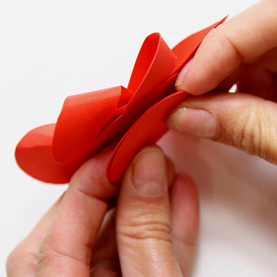 poppy_step9-600-x-600.jpg?sw=554&q=85