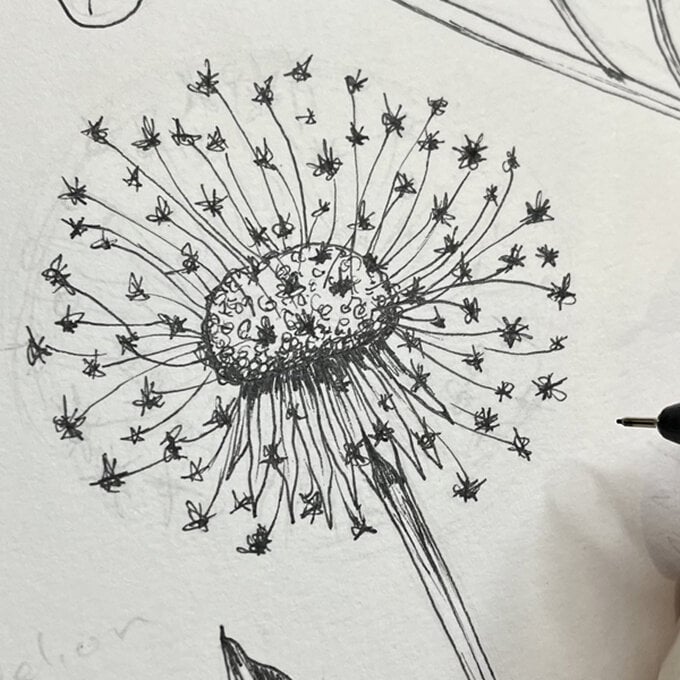 idea_how-to-draw-botanical-illustrations-dandelion_step9.jpg?sw=680&q=85