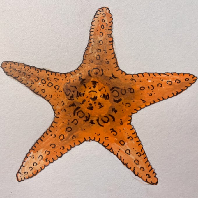 idea%5Fhow%2Dto%2Dillustrate%2Dwith%2Dpaint%2Dmarkers%2Dstarfish%5Fstep8.jpg?sw=680&q=85