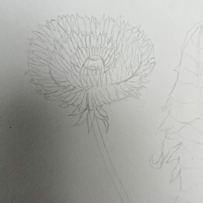 idea_how-to-draw-botanical-illustrations-dandelion_step4.jpg?sw=680&q=85