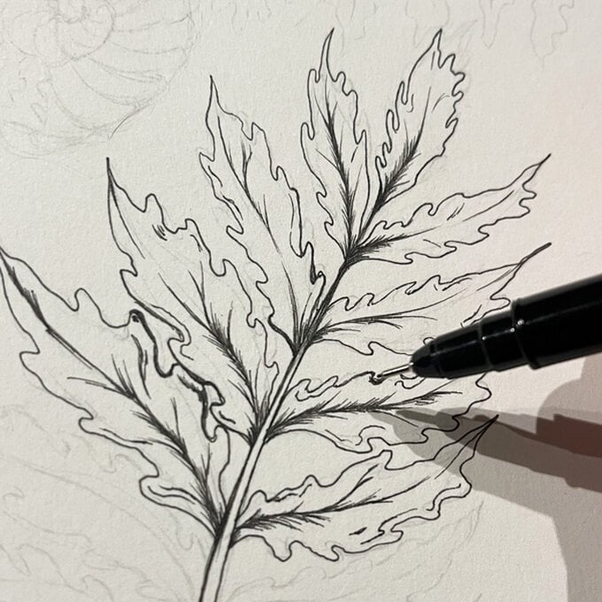 idea_how-to-draw-botanical-illustrations-fern_step6b.jpg?sw=680&q=85