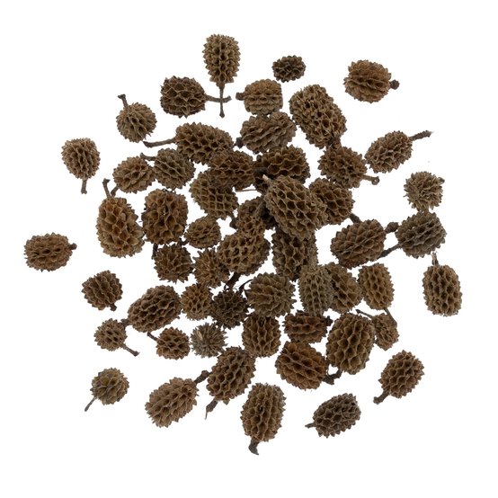 Natural Casuarina 50g image number 1