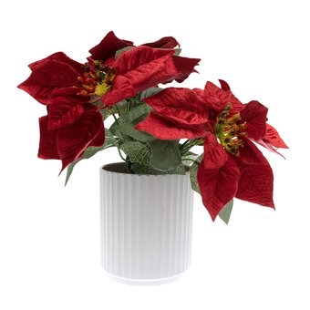 Red Poinsettia Plant 32cm 
