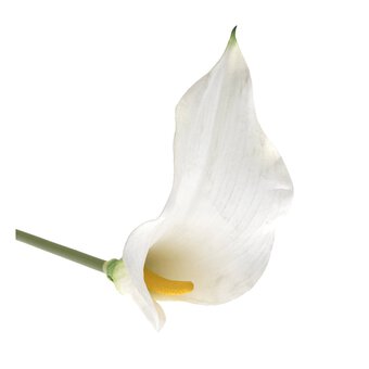 White Botanica Calla Lily 60cm