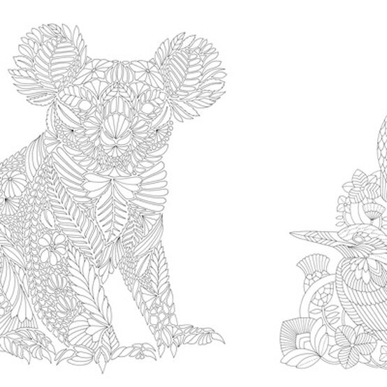 Millie Marotta Koala and Birds Free Colouring Download image number 1
